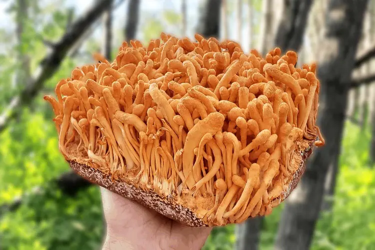 Featured on Portsmouth Point: Zombie Funghi Featured on Portsmouth Point: Zombie Funghi